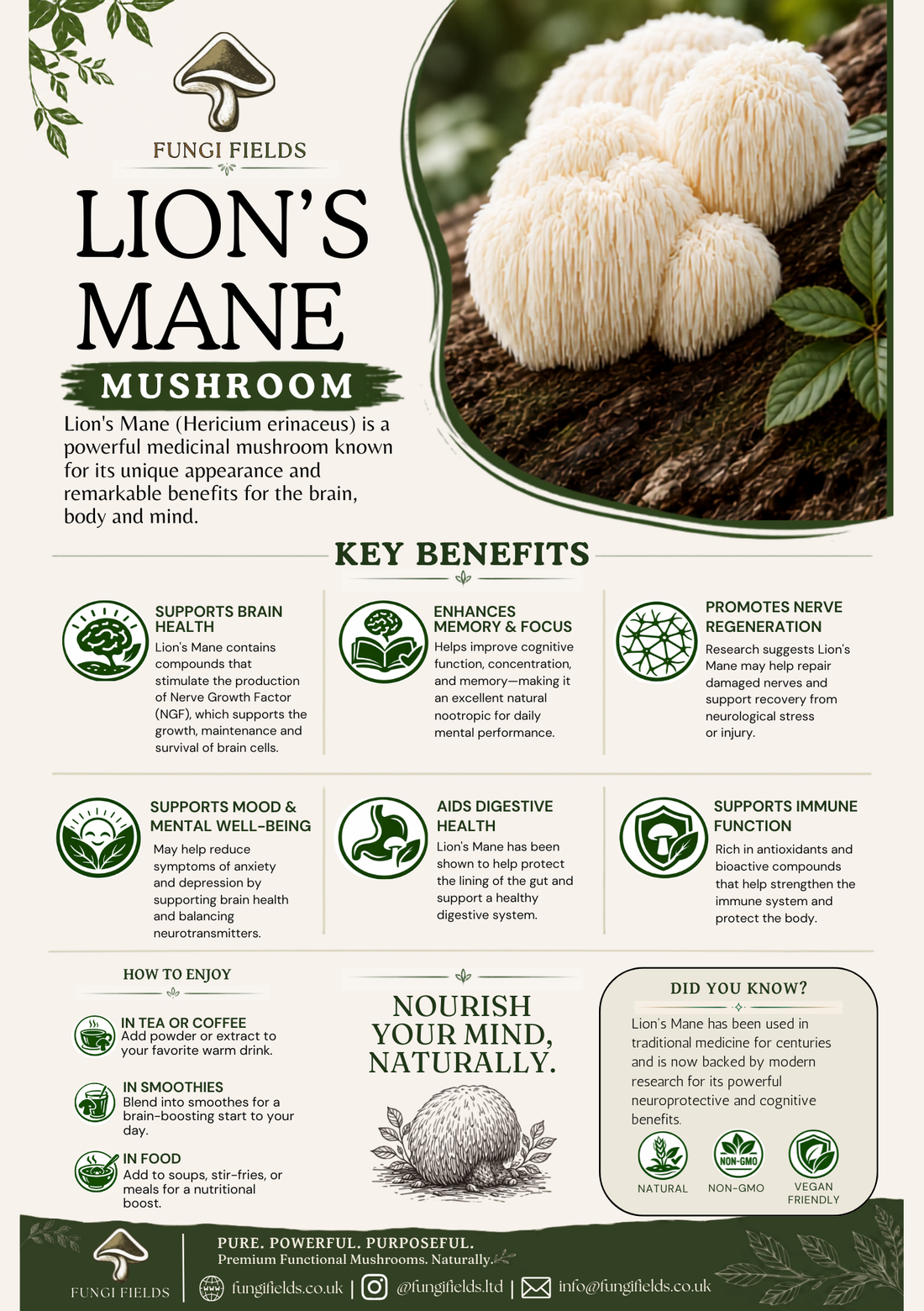 What is Lion's mane Mushroom?